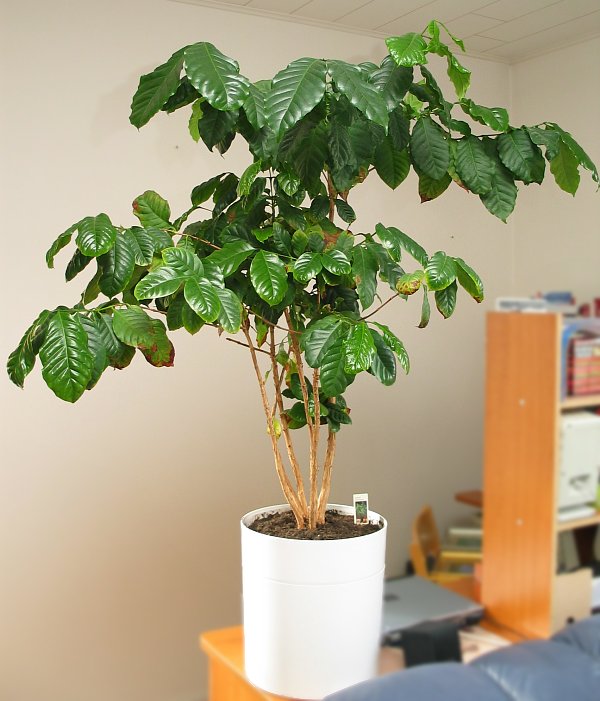 Coffee Plant (Coffee arabica) - Buy it Now!