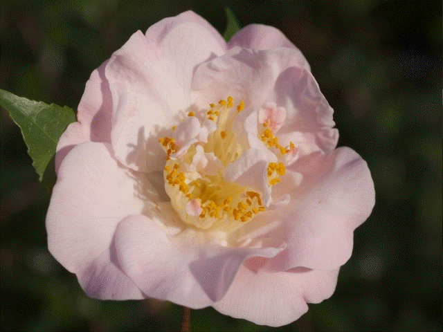 high fragrance camellia