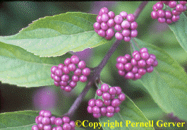 Close up of purple beautyberry berries