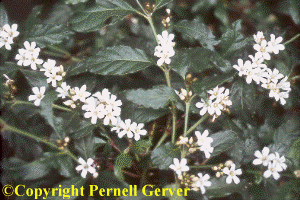 African gardenia (Mitriostigman axillare)