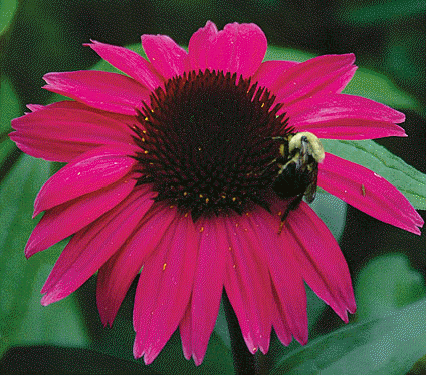 Echinacea 'After Midnight'