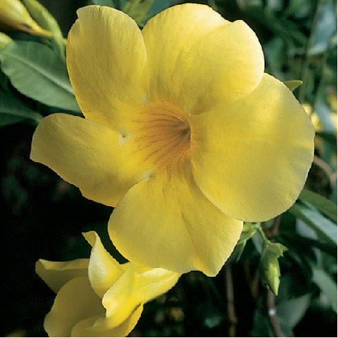 Allamanda 'Williamsii'