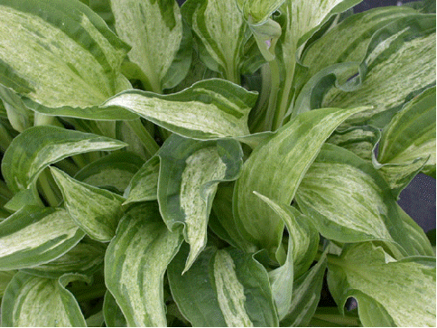 Hosta 'Allegan Fog'