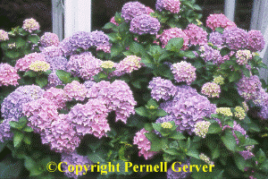 Hydrangea 'All Summer Beauty'