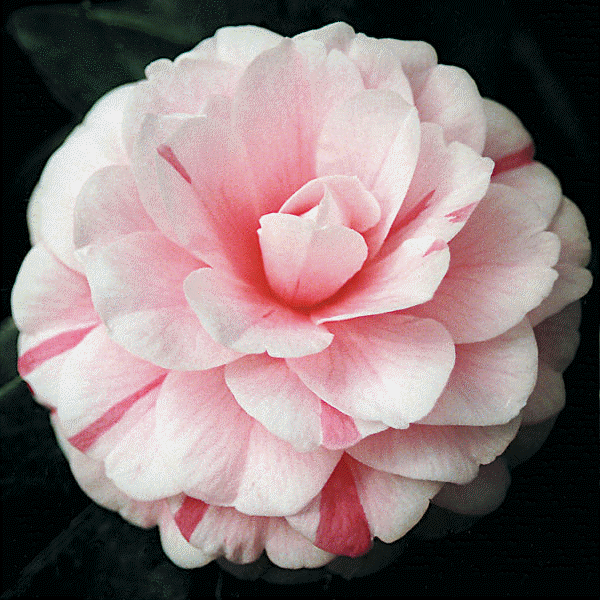 Camellia 'April Dawn'