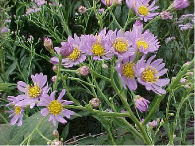 Aster tataricus