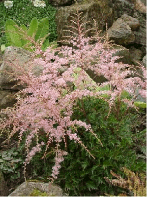 Astilbe 'Sprite'