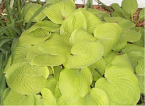 Hosta 'August Moon'