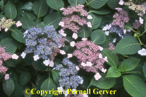 Hydrangea 'Blue Billow'