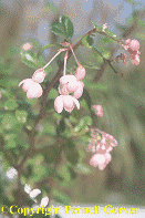 Begonia fuchsiodes