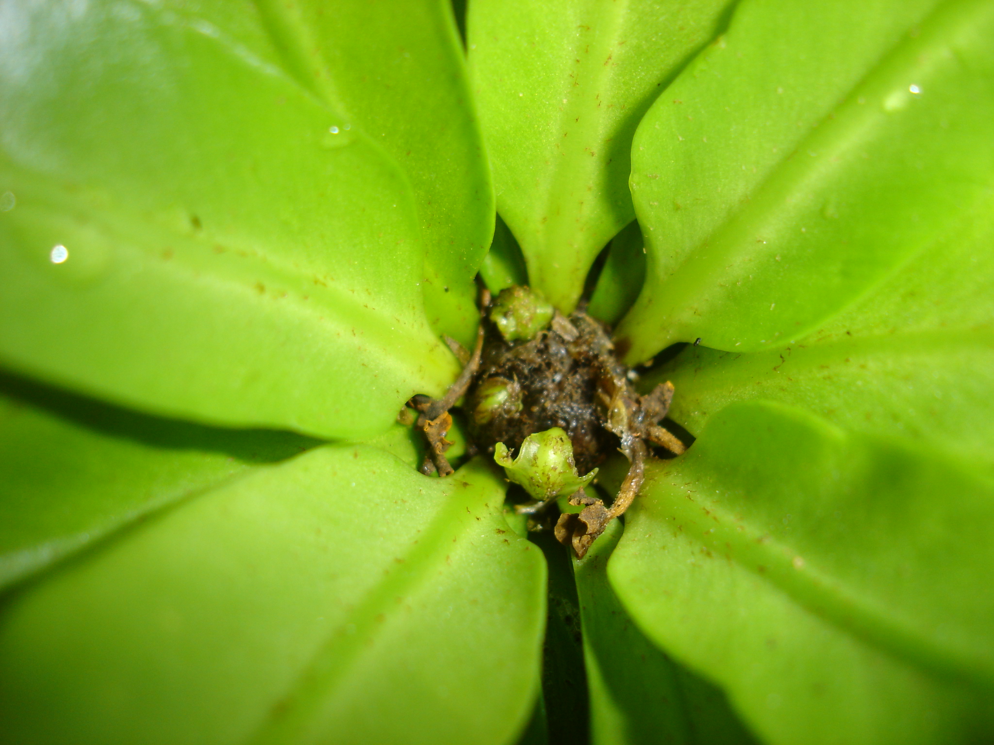 Bird's Nest Fern close up