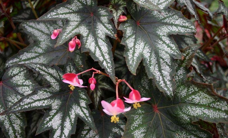 Begonia 'Little Brother Montgomery'