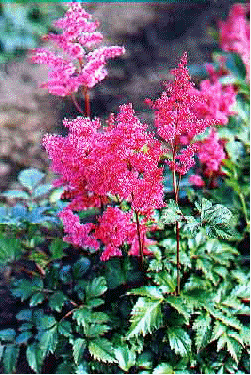 Astilbe 'Bonn'