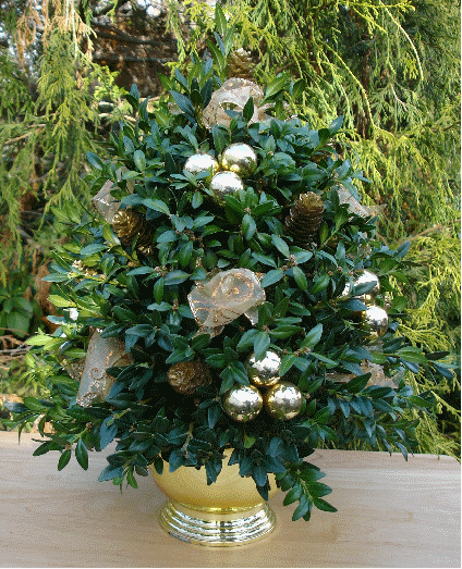 Gold boxwood tree