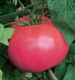 Tomato 'Brandywine'