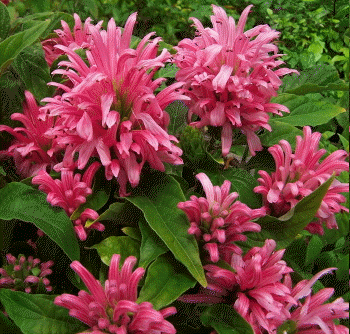 Brazilian plume, Justicia carnea 'Brilliant'