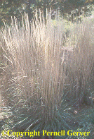 Feather reed grass