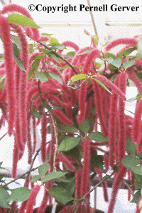 chenille plant