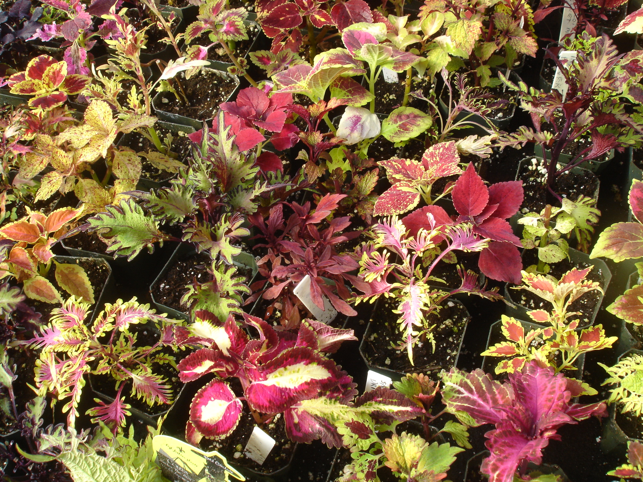 Colorful Coleus Collection