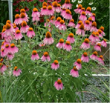 Coneflower 'Crazy Pink'