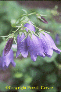 Campanula 'Sarastro'