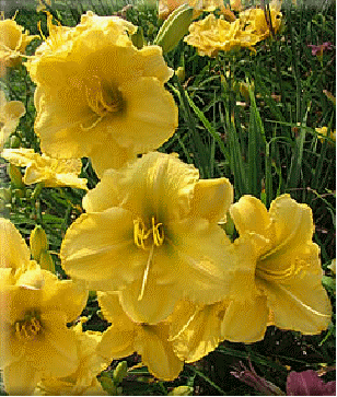 Daylily 'Carolyn Criswell'