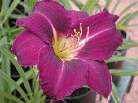 Daylily 'Catherine Neal'