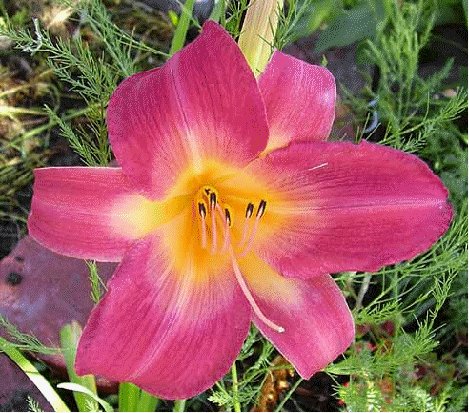 Daylily 'Cherry Cheeks'