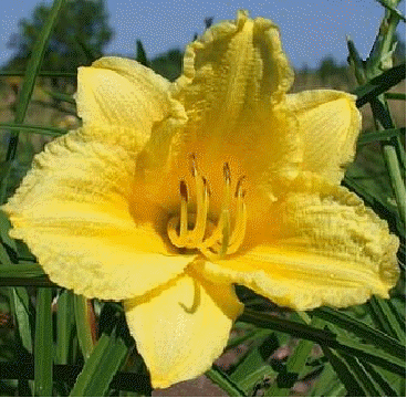 Daylily 'Happy Returns'