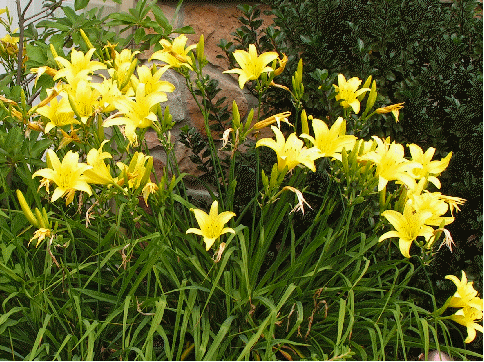 Daylily 'Hyperion'