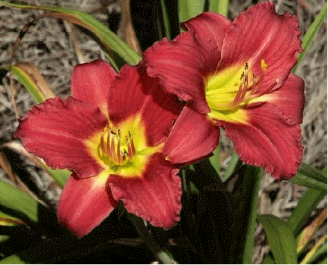 Daylily 'Ruby Stella'