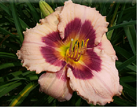 Daylily 'Wineberry Candy'