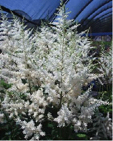 Astilbe 'Deutschland'