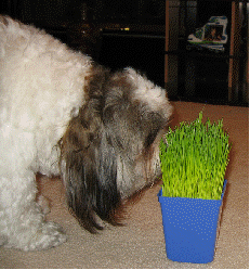 Dog with pet grass