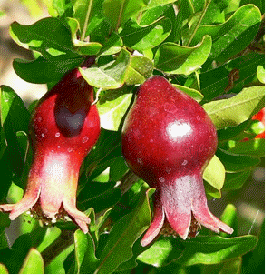 50 Dwarf Pomegranate Tree Seeds – Punica Granatum Nana – Indoor/Outdoor Fruit Plant