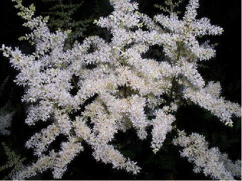 Astilbe 'Ellie'