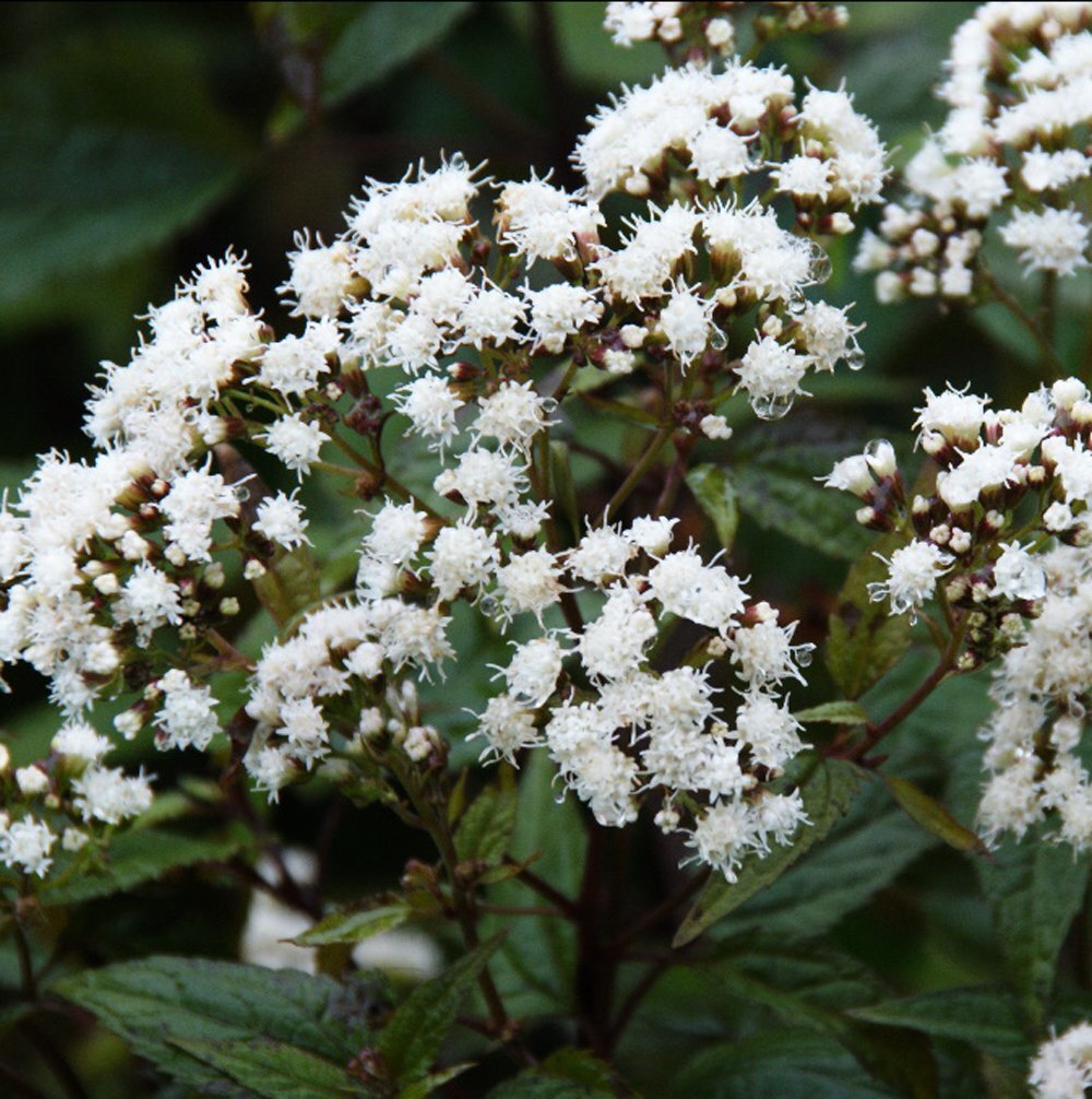 Eupatorium Chocolate flowers