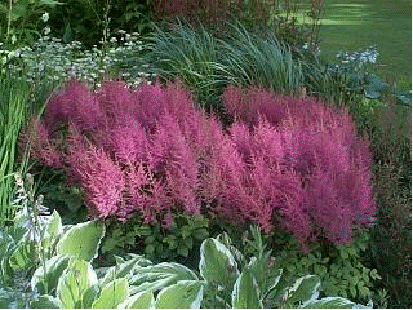 Astilbe 'Federsee'