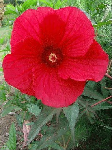 Hibiscus 'Fireball'