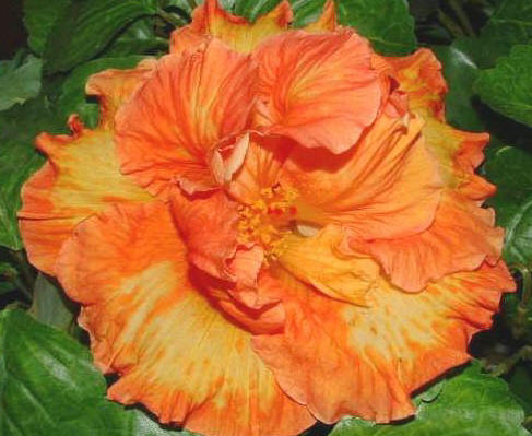 Hibiscus 'Flameball'