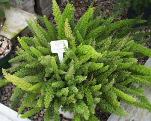 Foxtail Fern, Asparagus densiflorus 'Meyersii'