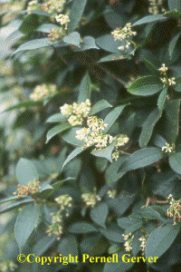 Fragrant Olive, Osmanthus fragrans