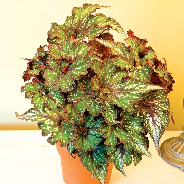 Begonia 'Frances Valentine'