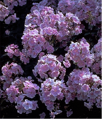 Phlox 'Franz Schubert'