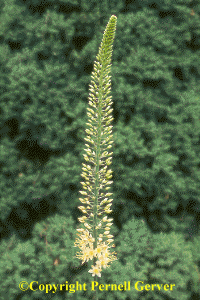 Foxtail lily