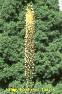 Foxtail lily