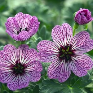 Geranium cinereum 'Ballerina'