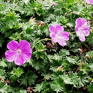 Geranium sanguineum