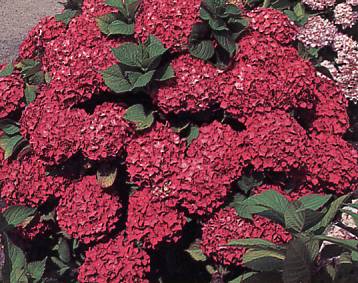 Hydrangea 'Alpengluhen'