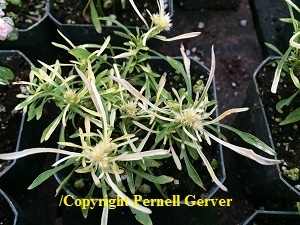 Golden Calico Plant (Alternanthera 'Gold Thread')